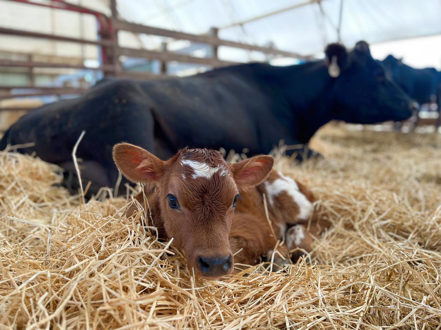 Black and brown cows standing in hay