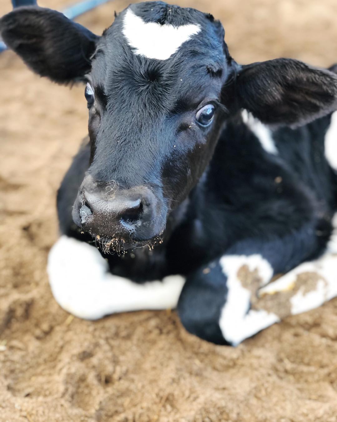 Black and white calf with legs folded underneath