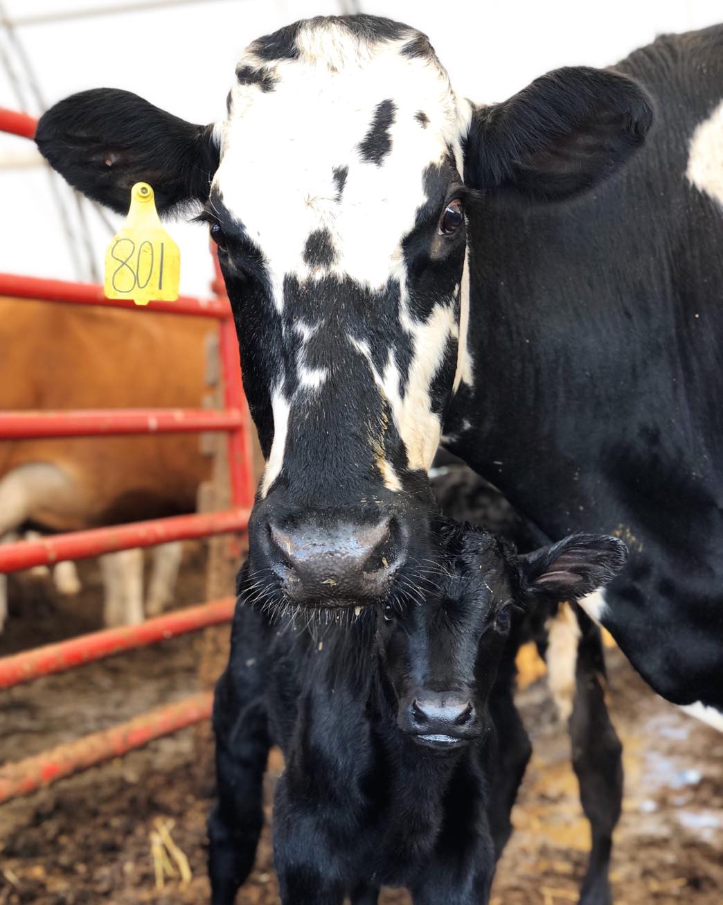 Black and white cow with her calf