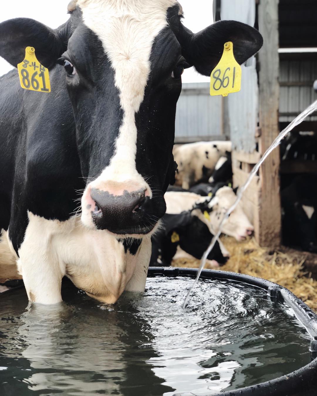 Cow standing in a vat of water