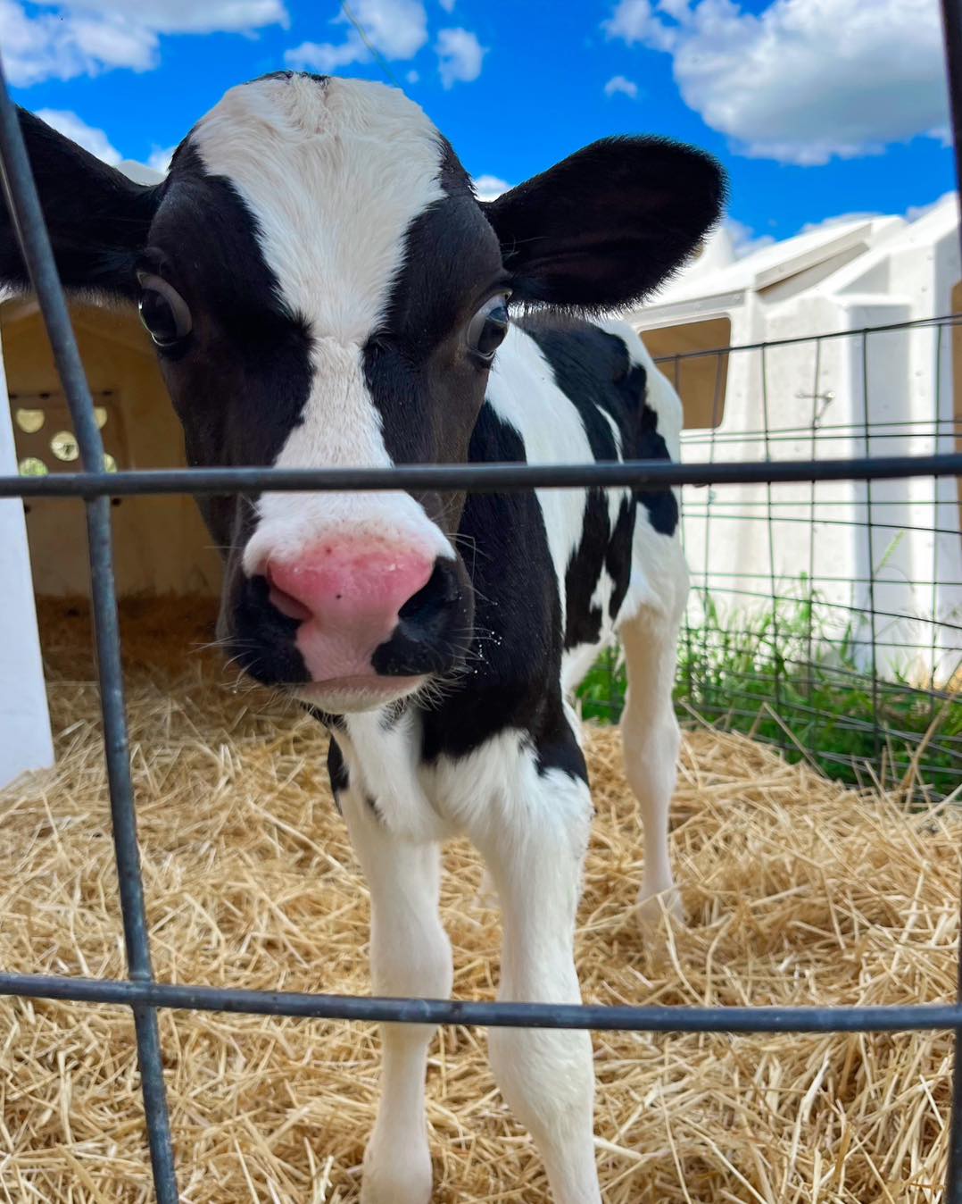 Cow standing in hay with a fence in front of its face