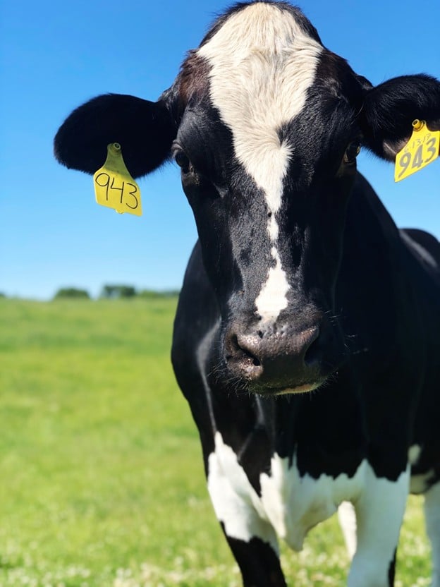 Cow with tags in its ears