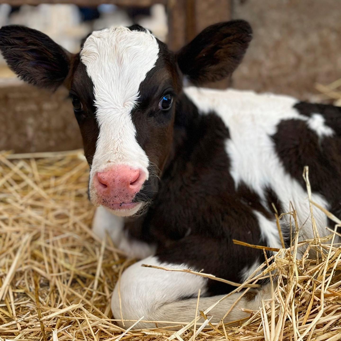 Young calf sitting in hay