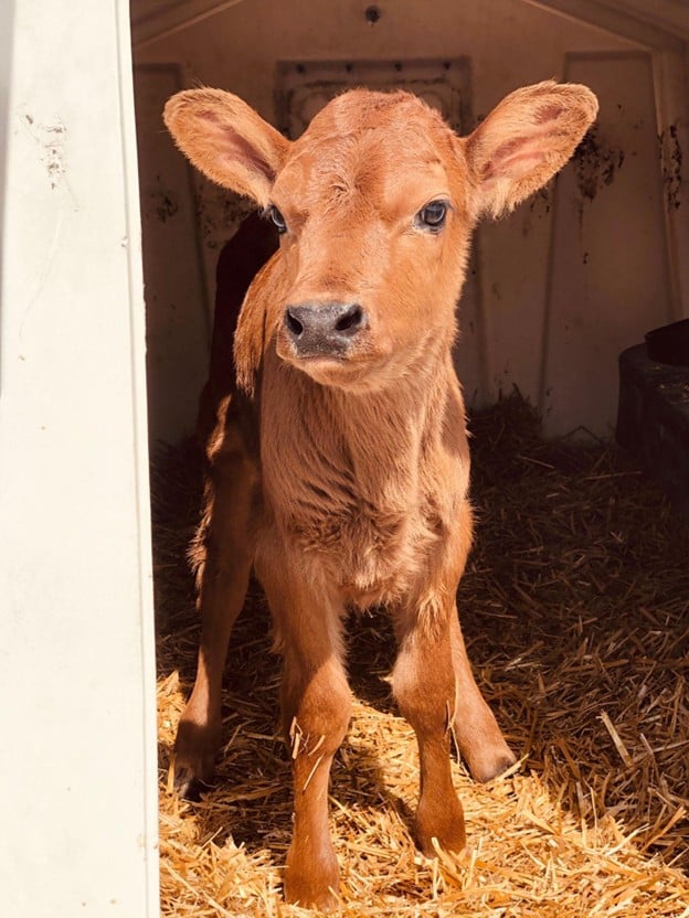 Red Jersey Calf